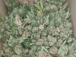 Piden 2 a&ntilde;os de prisi&oacute;n para cada uno de los 4 acusados de cultivar 112 plantas de marihuana en La Horca (Hell&iacute;n)