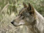 Preocupaci&oacute;n en la comarca de Ortegal por los continuos ataques de lobos al ganado