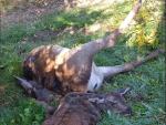 FAPAS denuncia el furtivismo en el Parque Natural de Las Ubi&ntilde;as
