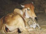 La vaca y el leopardo, abrazados en la foto viral.