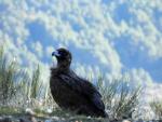 Veinte nuevos buitres negros han sido liberados y vuelan ya libres en la Sierra de la Demanda, en Burgos