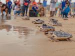 Doce tortugas marinas vuelven al mar un año después de nacer en su nido de Cullera (Valencia)