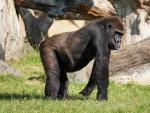 Los gorilas Jitu y Fossey celebran una doble fiesta de cumplea&ntilde;os en Bioparc Val&egrave;ncia