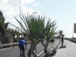 El Cabildo de Tenerife mejora el paisaje de la carretera de San Andr&eacute;s y retira los dragos