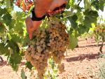 Investigan presunto etiquetado falso de vino Priorat, Montsant y Terra Alta (Tarragona)