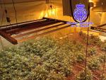 Polic&iacute;a Nacional desmantela un laboratorio de cannabis con 500 plantas en Valladolid y detiene a su responsable