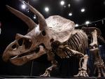 Subastan el esqueleto de triceratops más grande del mundo, 'Big John', por más de seis millones de euros.