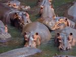 Una manada de hipopótamos en una imagen de archivo.