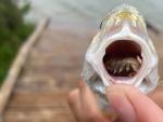 El parásito que se encontró en un pez, que devora su lengua y la reemplaza.