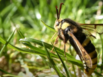 La polilla del avispón europeo (Sesia apiformis).