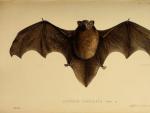 Ilustración de un murciélago de cola larga.