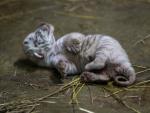 Una cría de tigre de bengala blanco (Panthera Tigris) de un día de edad, nacida en el Zoológico Nacional de Nicaragua, en Managua.