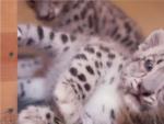 Dos bebés leopardo protagonizan el vídeo más adorable del año