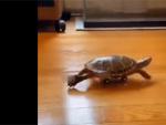 La misión imposible de esta tortuga: recorrer el salón sobre un coche de juguete
