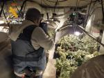 Desmantelan un laboratorio con 1.000 plantas de marihuana en Ávila