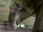 Una cría de elefante es herida por la caza furtiva en Indonesia.