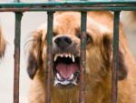 Un síntoma característico de la rabia, en los perros y otras especies, es la salivación profusa.