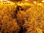 Un agent revisa una de les plantacions de marihuana del grup criminal desmantellat pels Mosso