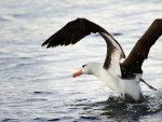 Los albatros capturaron fuentes de infrasonidos durante sus trayectos de África a la Antártida.