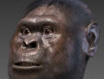 Reconstrucción facial del 'Australopithecus afarensis'.