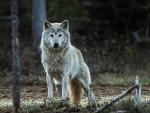 Galicia, Castilla y Le&oacute;n, Cantabria y Asturias rechazan el borrador de la nueva estrategia estatal del lobo
