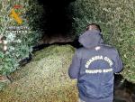 Investigados dos vecinos de Almendralejo por robar m&aacute;s de 16.000 kilos de aceitunas que publicaban en redes