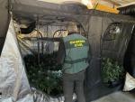 Desmanteladas más de 600 plantas de marihuana en Vilamalla (Girona)