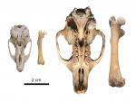 Tamaño relativo de un cráneo y fémur de la rata de la hierba africana (izquierda) y cráneo y fémur de C. Bravoi (derecha).
INSTITUT CATALÁ DE PALEONTOLOGÍA
23/12/2021