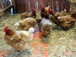 Un grupo de gallinas se alimenta de grano.