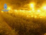 Imagen de la plantación "indoor" de marihuana en Rubí.