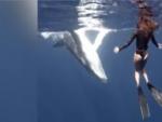El impactante encuentro cara a cara de una joven buceadora con una ballena