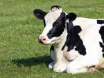 Los animales producen m&aacute;s leche al creer que se encuentran al aire libre.