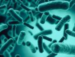 La bacterias que viven en el intestino forman la microbiota natural de los seres vivos