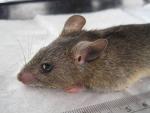 Mastomys natalensis, roedor que transmite la fiebre de Lassa