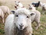 Las ovejas son una especie especialmente vulnerable a la fiebre del Valle del Rift.
