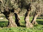 Ese terreno que rodea a los olivos es clave en el concepto de aceite biodin&aacute;mico.
