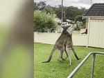 Dos canguros, peleándose en el patio de una casa de Nueva Gales del Sur, en Australia.