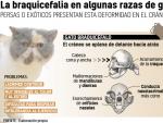 As&iacute; afecta la braquicefalia en gatos