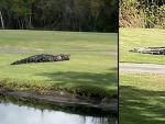 El cocodrilo llevando entre sus fauces a otro cocodrilo en un campo de golf de Florida.