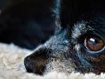 El ojo de un perro fotografiado de cerca.