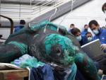 Fallerce la tortuga la&uacute;d de 230 kilos tras ser devuelta al mar en Cartagena