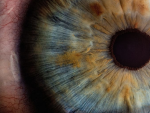 Las pupilas del ojo humano se contraen cuando hay m&aacute;s luz y se dilatan cuando hay poca luz.