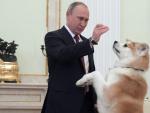 El presidente ruso, Vladimir Putin, juega con su perro Akita &quot;Yume&quot; en el Kremlin.