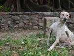 Un perro en una zona rural, rasc&aacute;ndose.