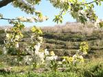 Cerezos en flor en el Valle del Jerte (C&aacute;ceres)
