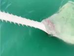 Un turista atrapa un pez sierra de casi cuatro metros en Florida