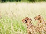 Dos perros sueltos en el campo Winners of the Kennel Club Photographer of the Year 2012 England - October 2012