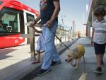 Un perro gu&iacute;a con su familia subiendo al metro.