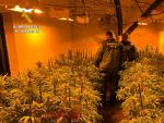 La Guardia Civil desmantela una plantaci&oacute;n de marihuana tipo indoor.
