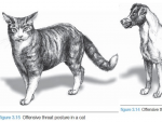 Boceto de las posturas de amenaza ofensiva en perros y gatos.